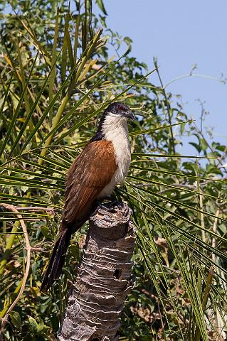 016 Botswana, Okavango Delta, koperstaartspoorkoekoek.jpg